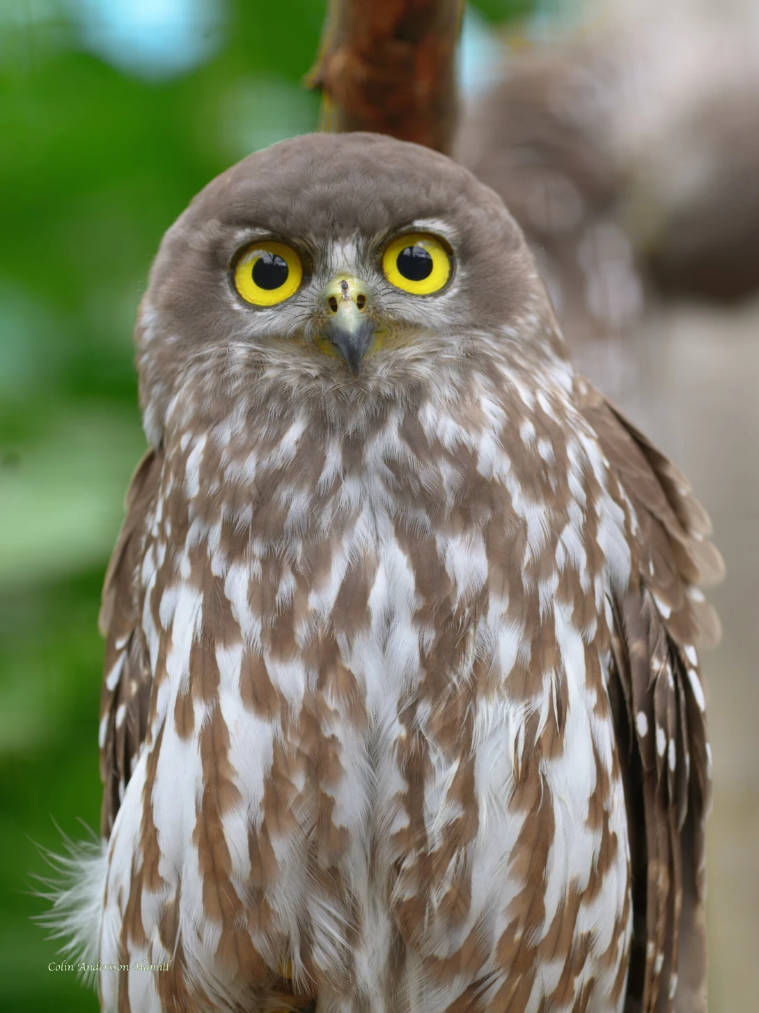 Close-up portrait of a small owl with striking yellow eyes and mottled brown and white plumage