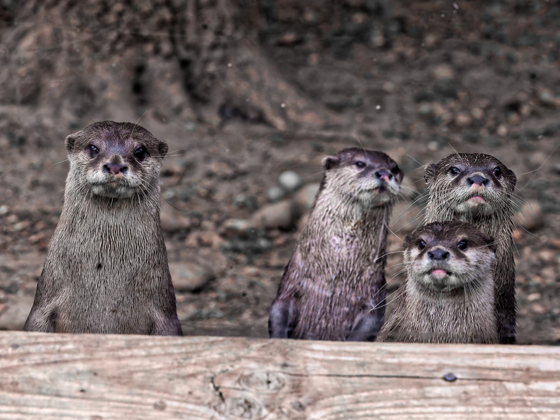 Four otters perched on a wooden log, facing the camera with alert expressions