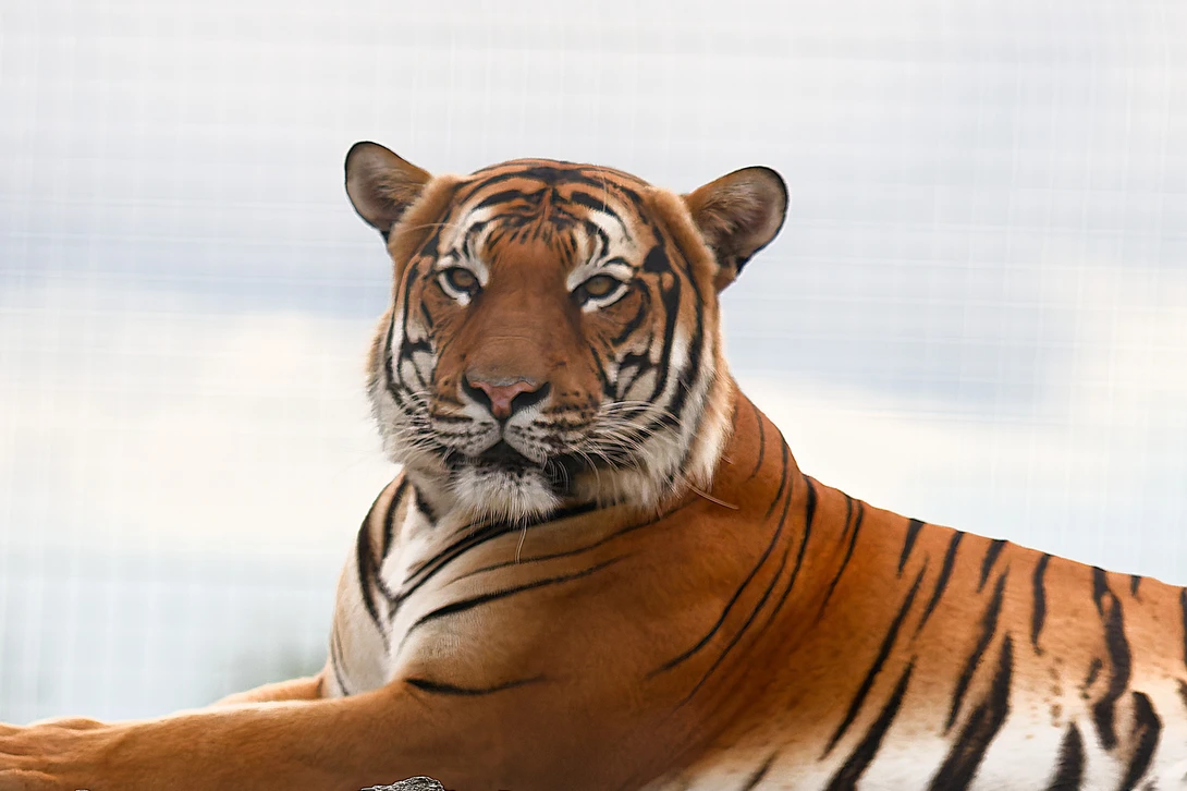 Bengal tiger resting with front paws extended, gazing directly at camera against overcast sky