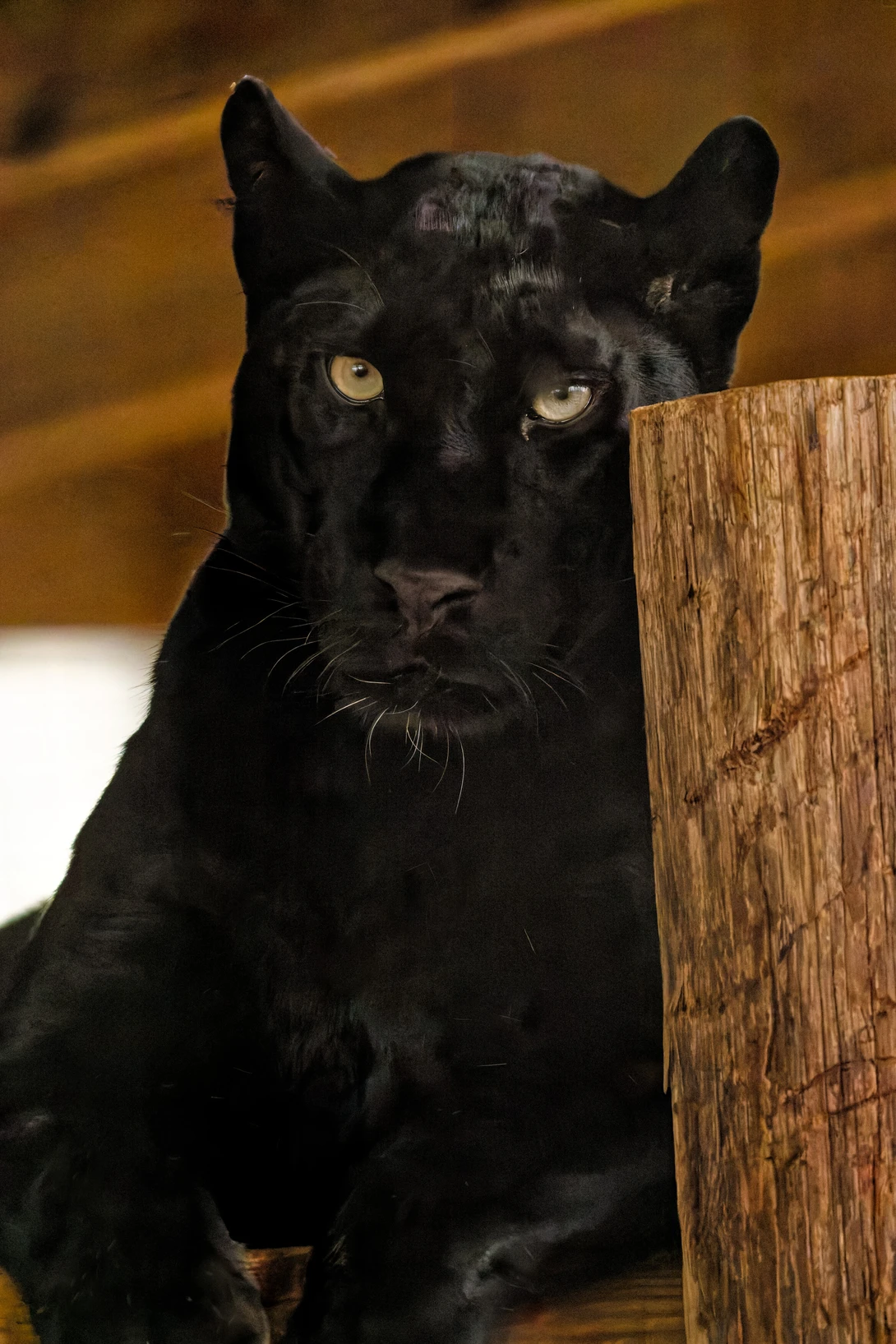 Black panther with intense yellow eyes gazing directly at camera against warm wooden backdrop