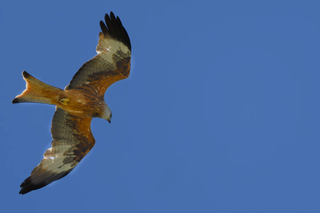 Red kite soaring against clear blue sky, wings spread in flight