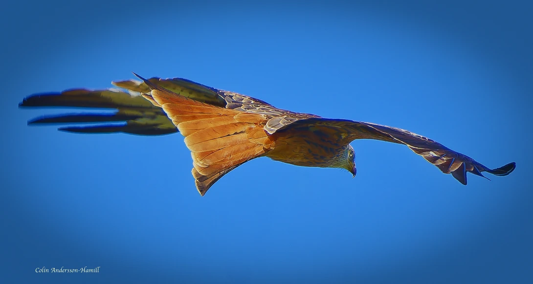 Cuttlefish swimming against blue water, viewed from below with fins spread