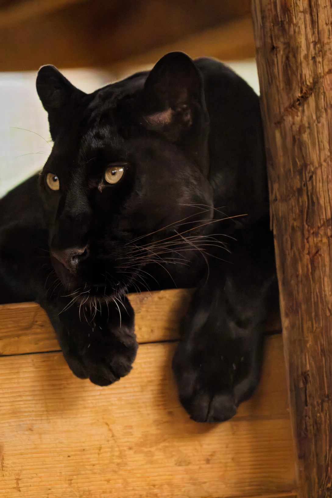 Black panther with golden eyes resting on wooden surface near wooden post