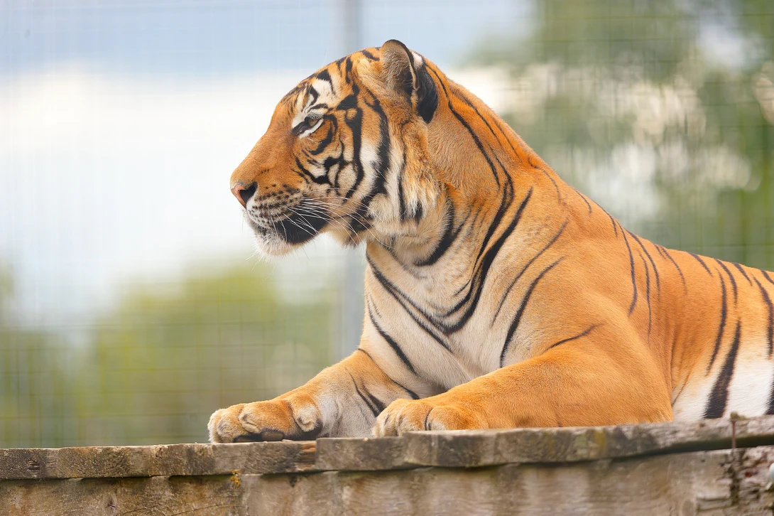 Bengal tiger resting on a concrete platform, gazing toward the camera in profile