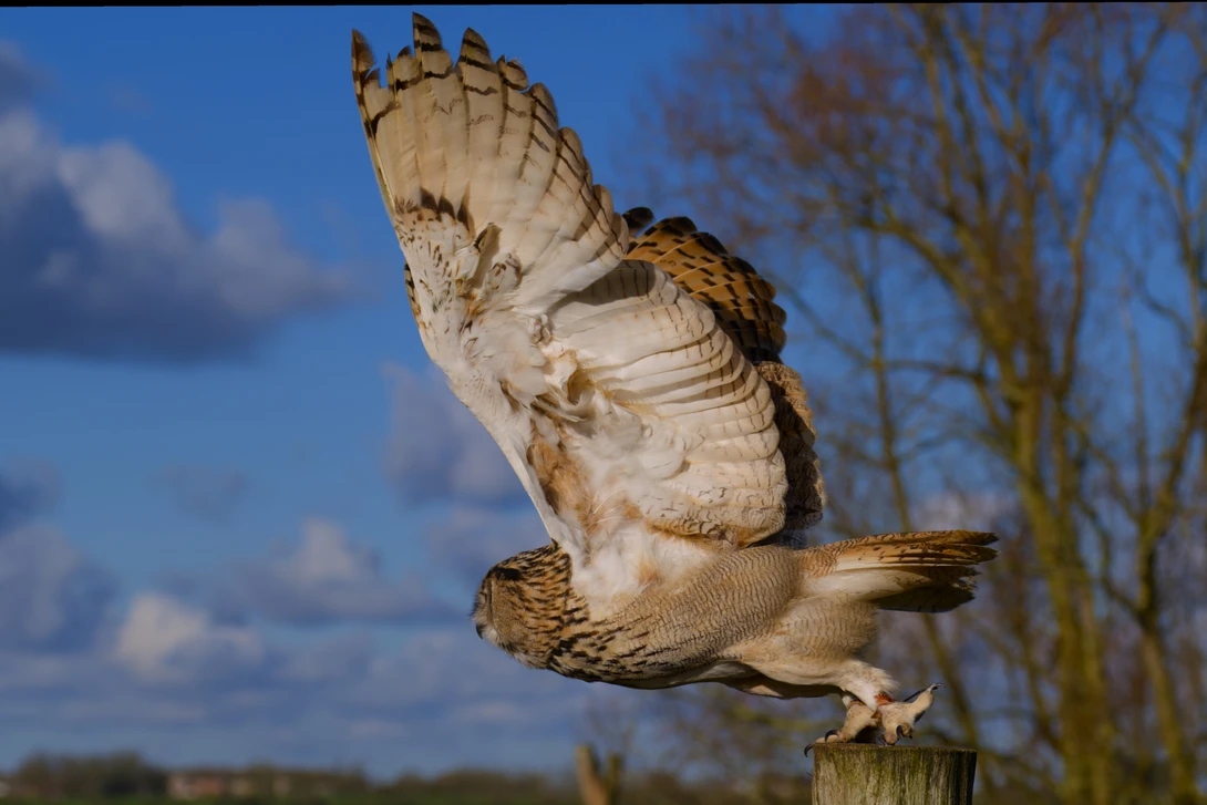 Barn owl in flight with wings spread, launching from a wooden post against blue sky