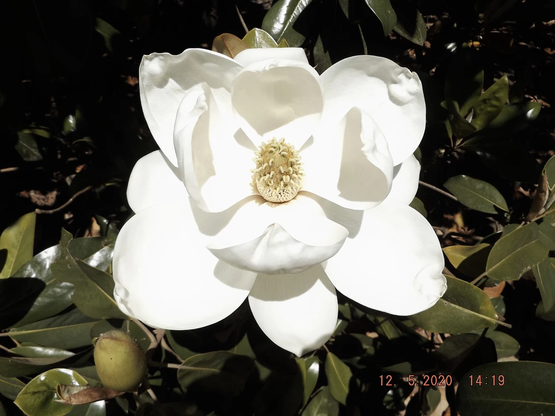 View Spring Magnolia by Michael Lewis