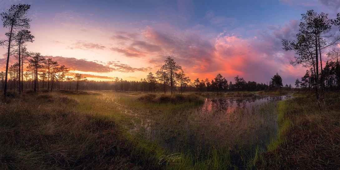 View Leningrad swamp by Eduardo Fuster Salamero