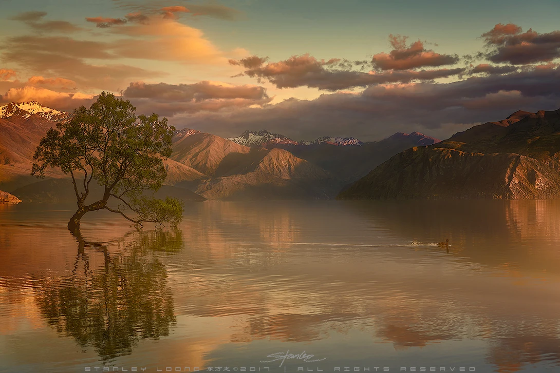 View Lone Tree Not Alone by Stanley Loong