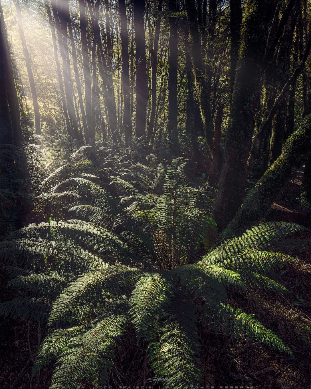 View Green Life by Stanley Loong