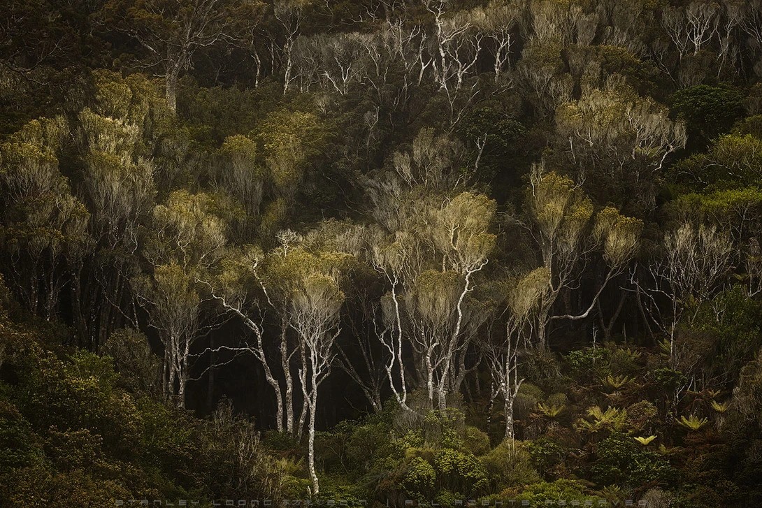 View Dark Forest by Stanley Loong