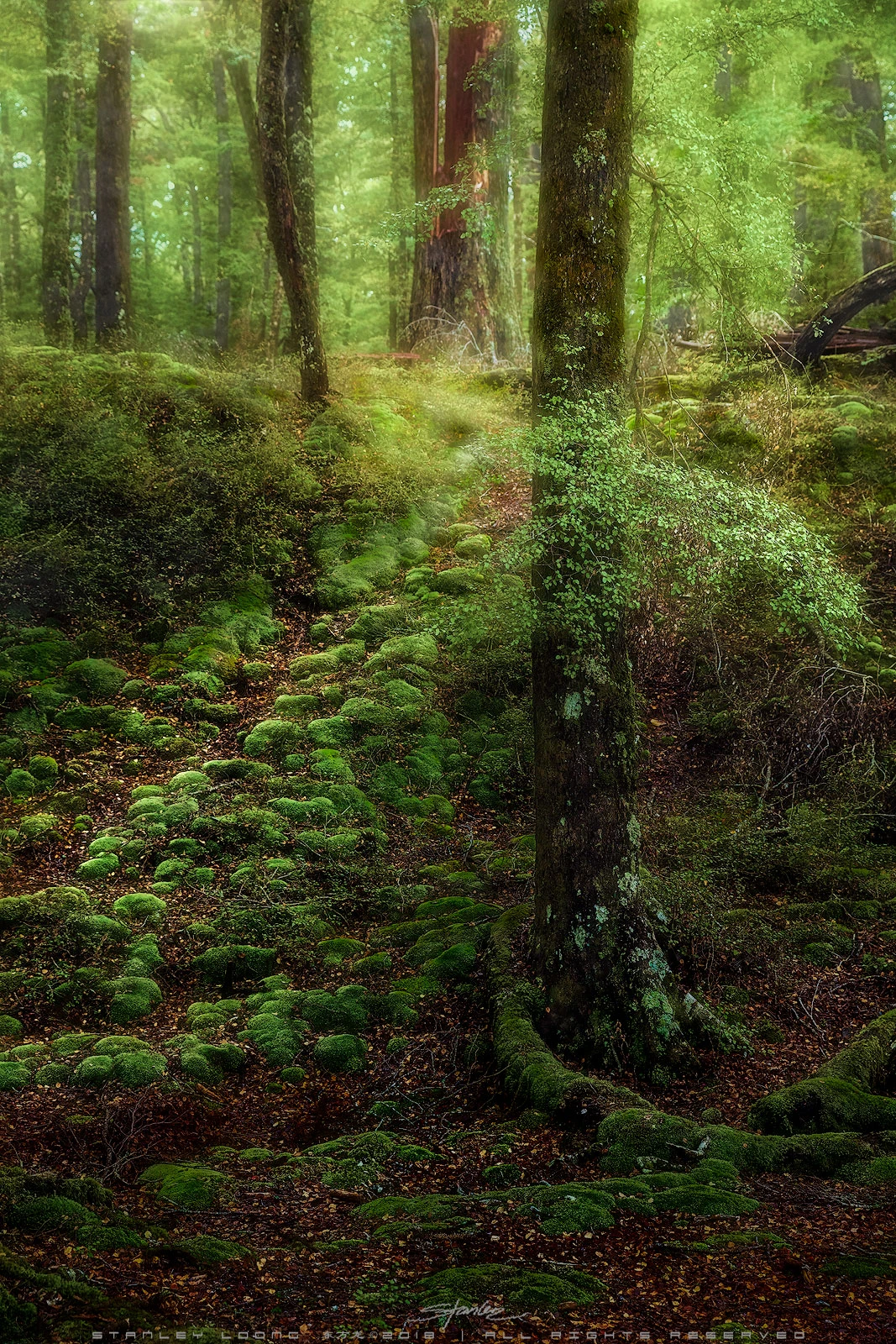 View Green Forest by Stanley Loong