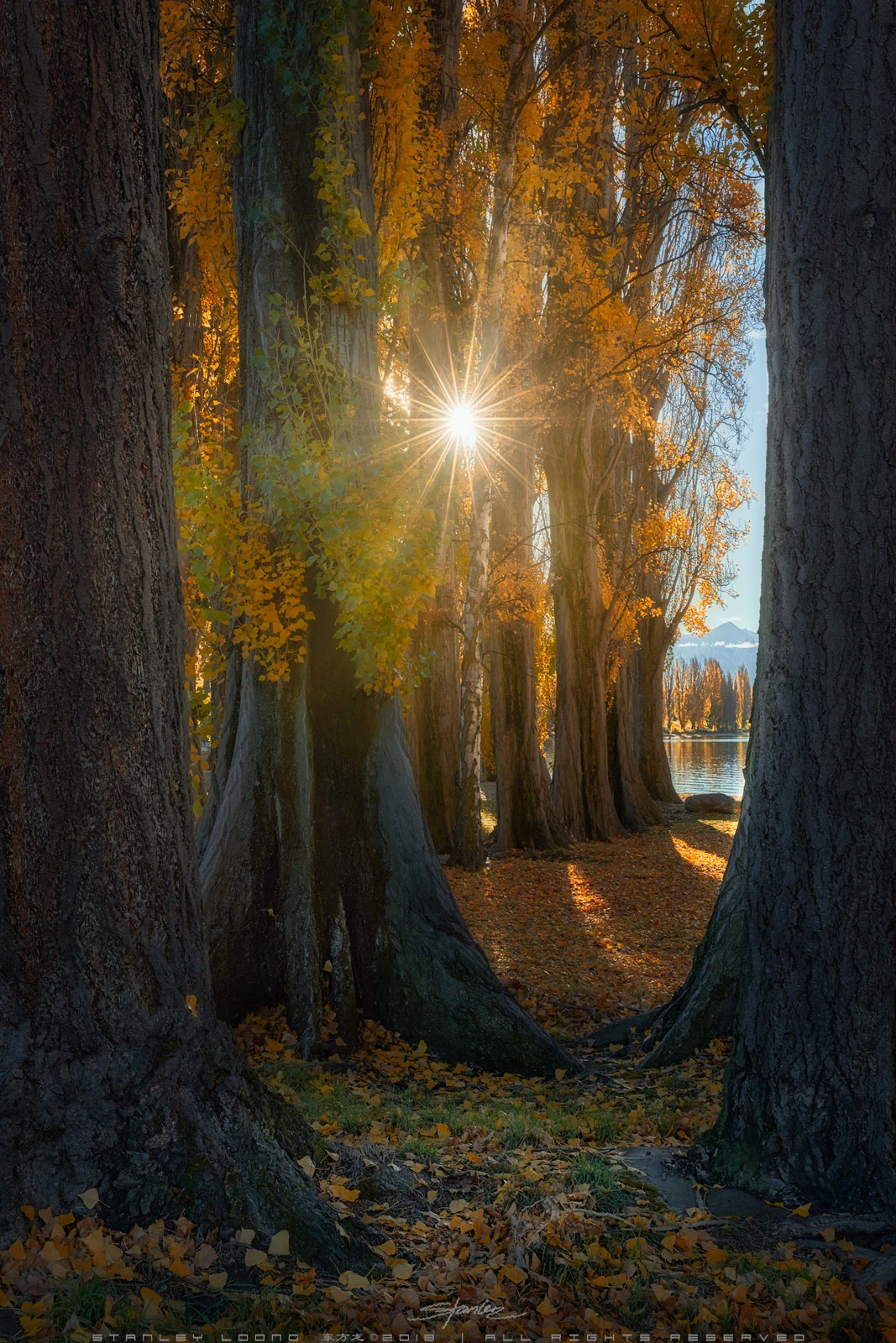 View Sunny Glow by Stanley Loong