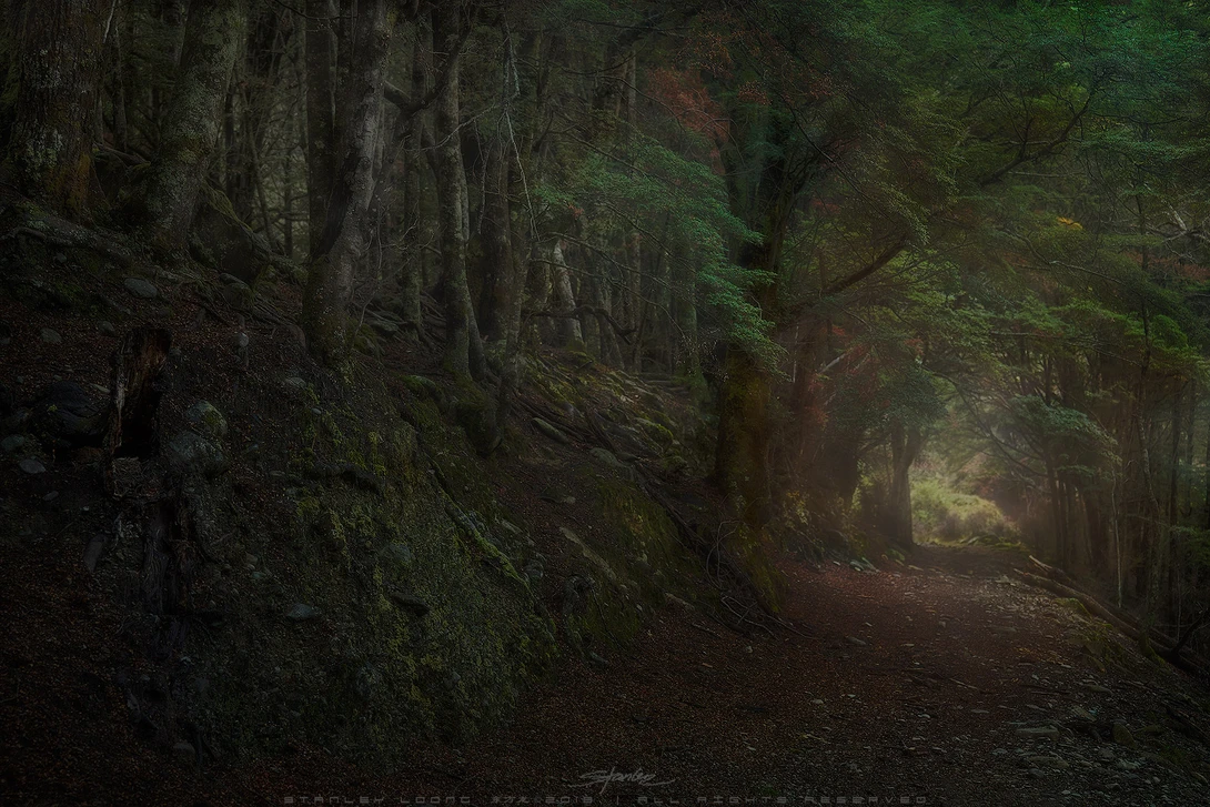 View Dark Forest by Stanley Loong