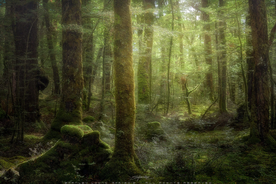 View Beech Forest by Stanley Loong