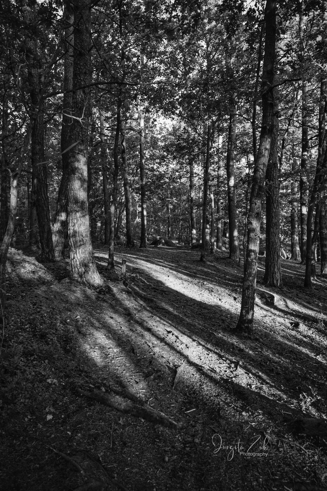 View Shadow forest by Jurgita Zuk