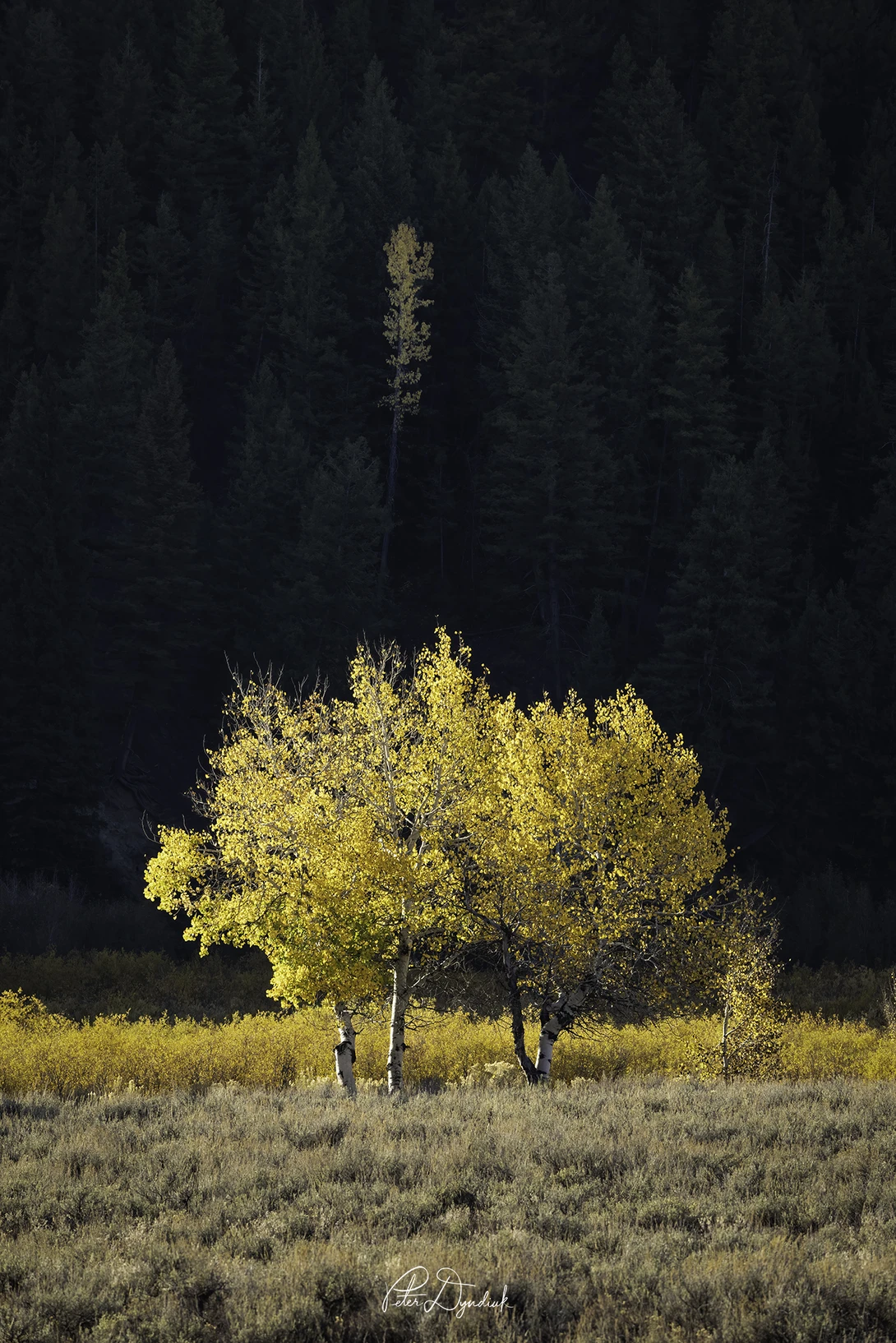 View Fall Luminance by Peter Dyndiuk