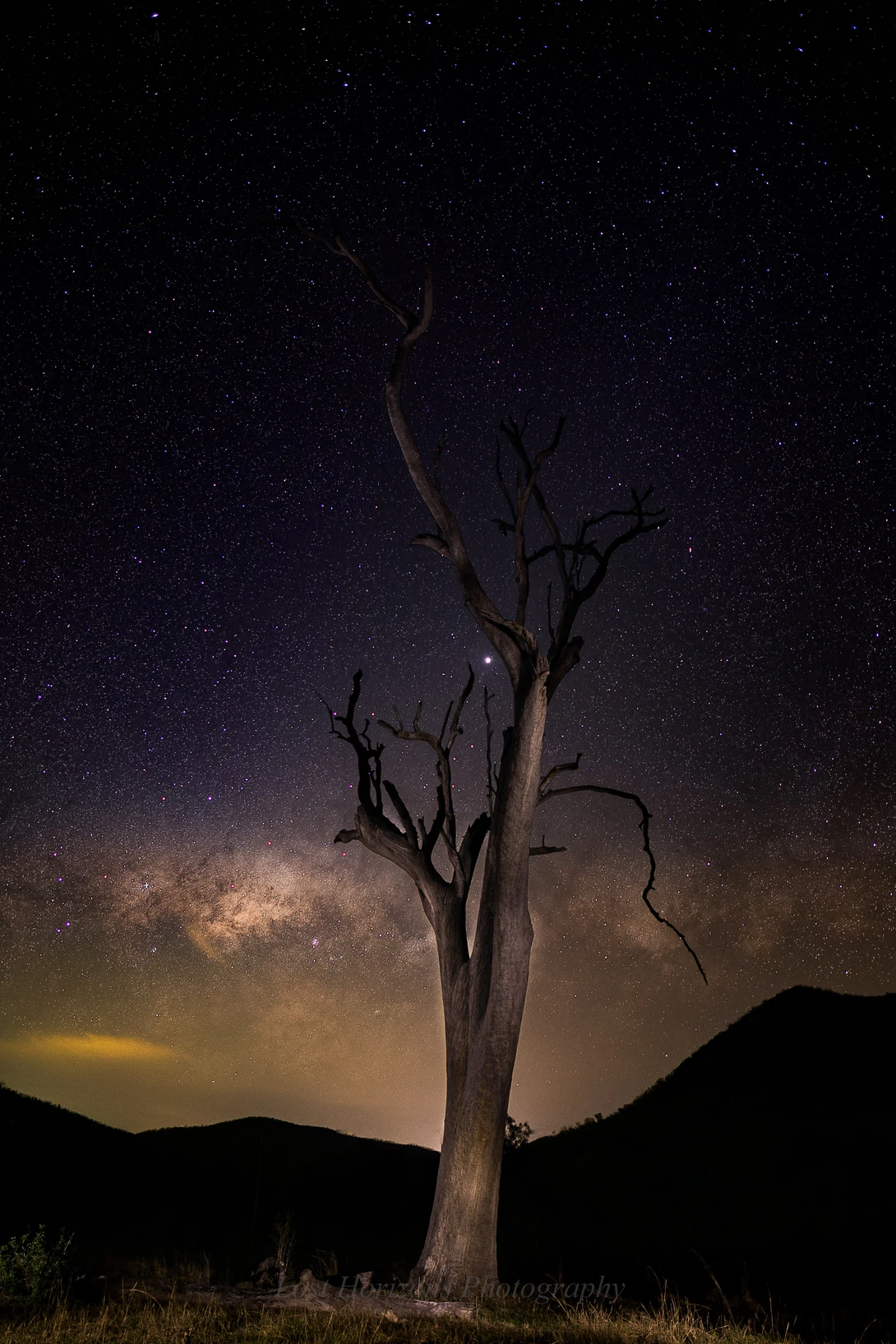 View Murrumba dead tree by Dave Rech