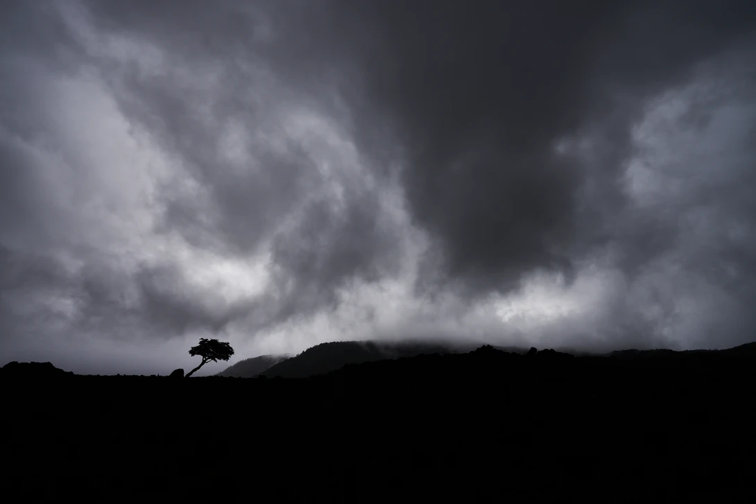 View Lonely Tree by Manuel Fuentes