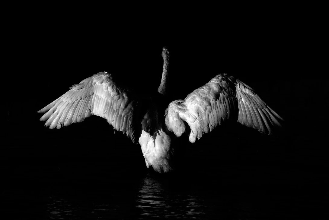 View Swan Wings by Robert Lype