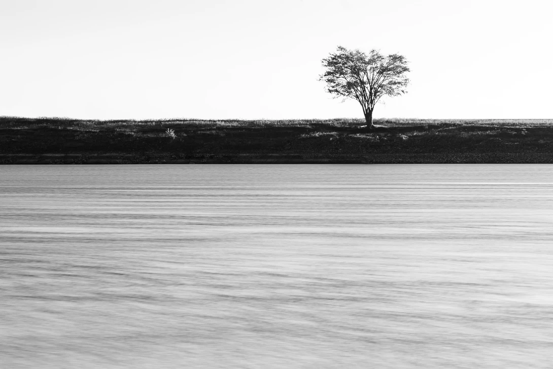 View Solitary Tree by Dwayne Fuller