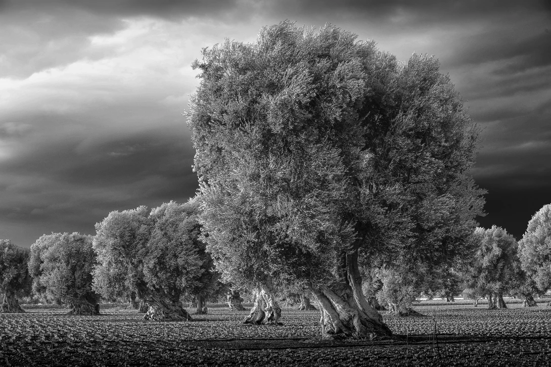 View Olive trees in Umbria by Martin Weiss