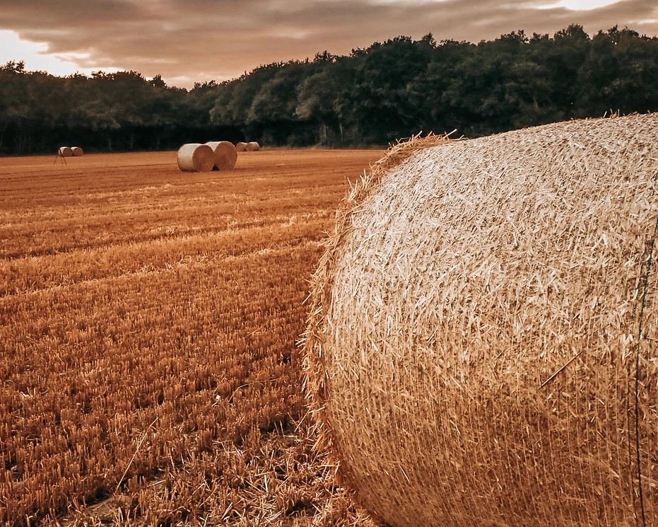 View Hay by Jo Whitnell