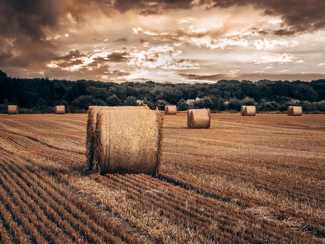 View Hay bail by Jo Whitnell