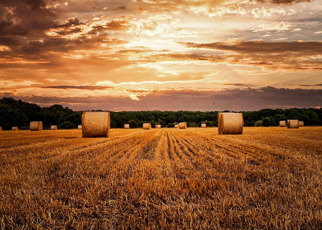 View Hay bails by Jo Whitnell