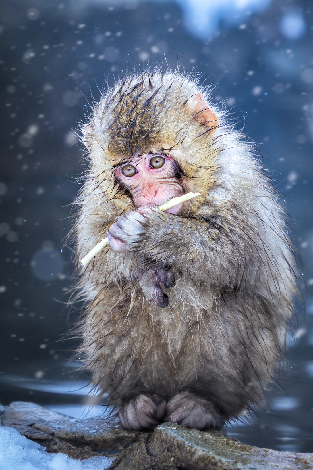 View Snow monkey by Quan Vu
