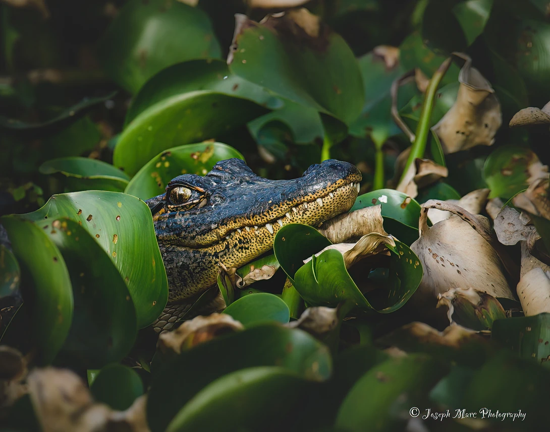 View See Ya Later Alligator by Joseph Marc Photography