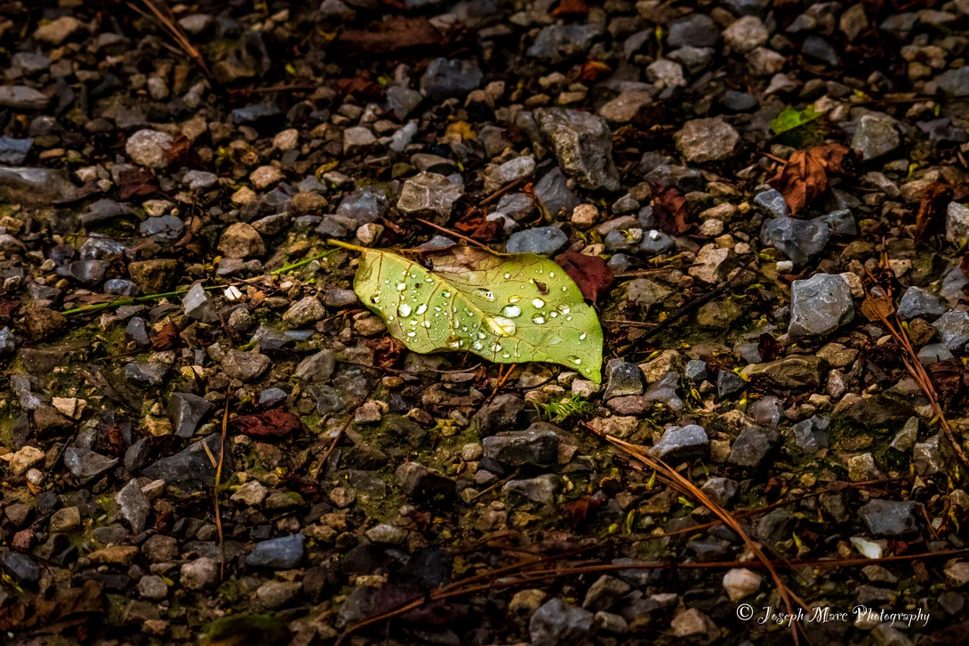 View 512ce370d55a9e56b3a81824dc94d5db.jpg by Joseph Marc Photography