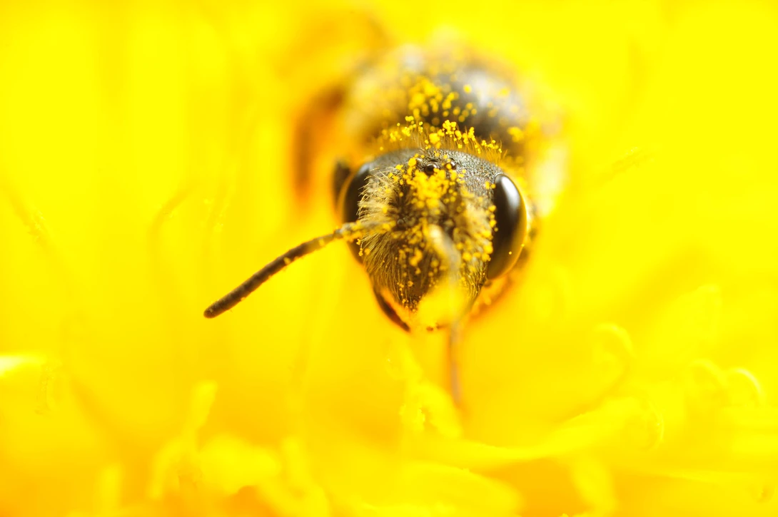 View Bee. it's a bee. by Michael Willis