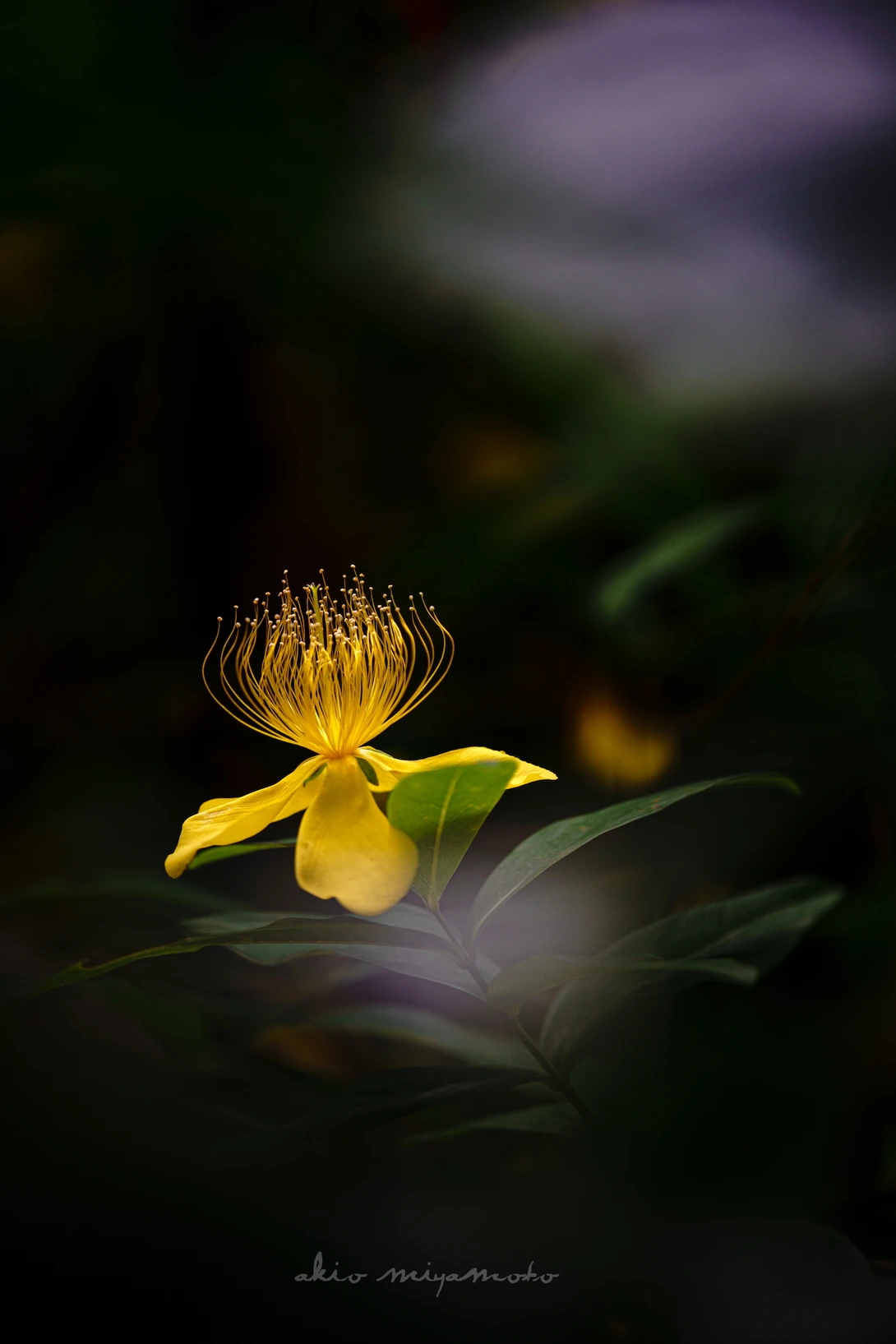 View Flower by akio miyamoto
