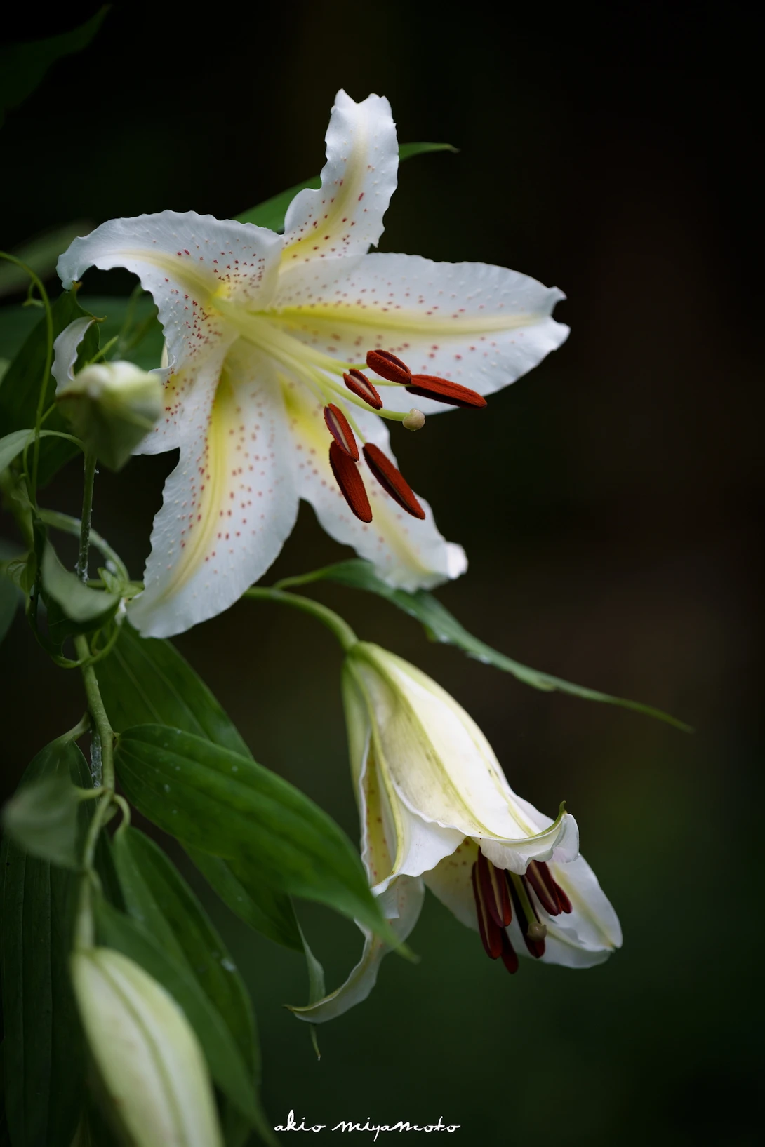 View ee6ca6b56dbd33d44a956ea9c2521e0b.jpg by akio miyamoto