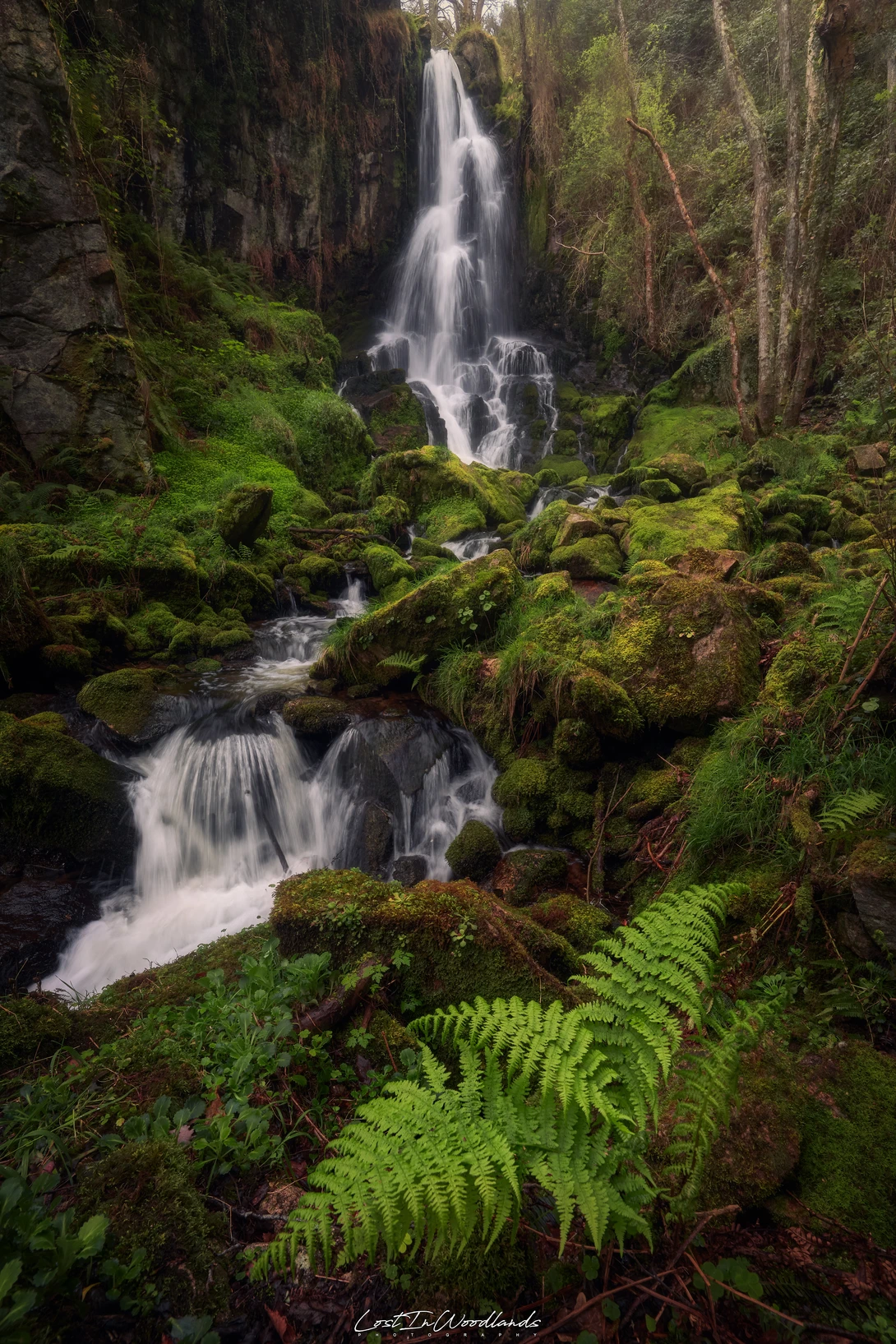 View Through the Realms of Moss & Waters by Álvaro Lamas