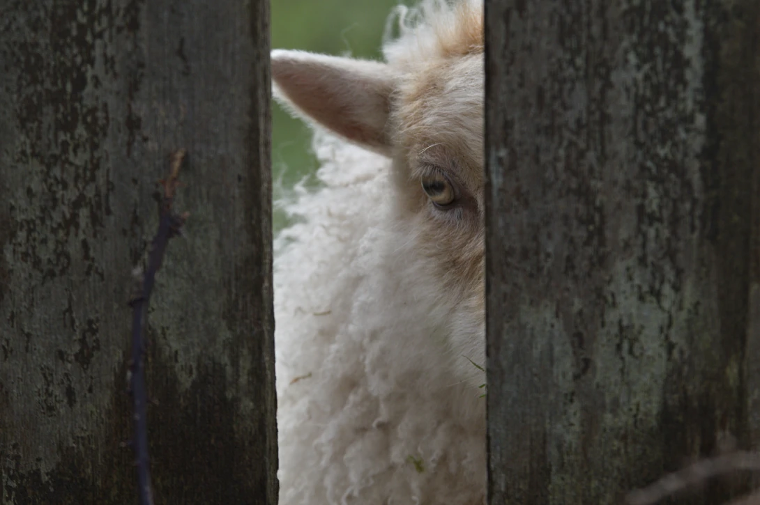 View Sheep in Ouessant by stephane David