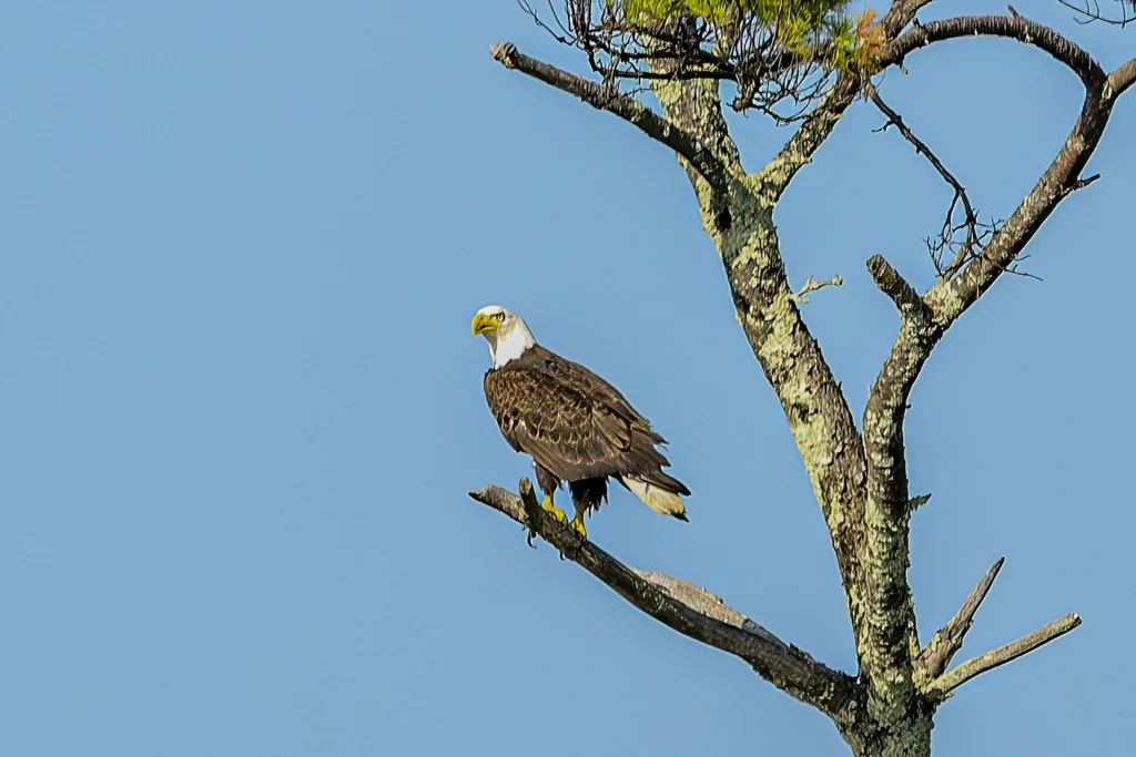 Bald eagle perched on a bare branch against clear blue sky