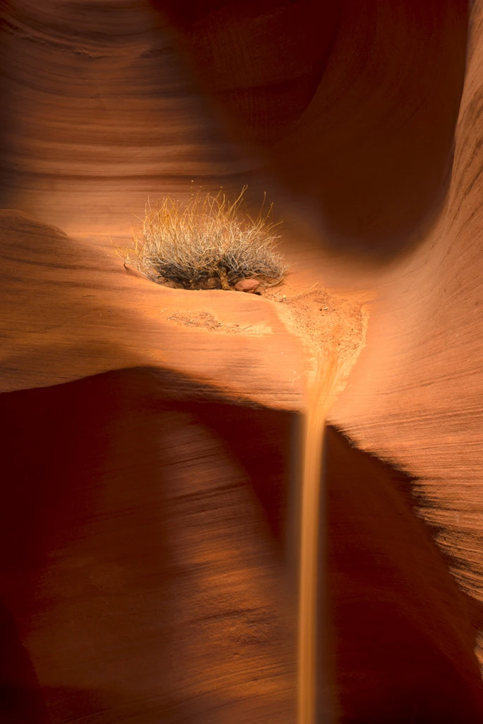 Macro photograph of a hedgehog on a wooden surface with warm backlighting