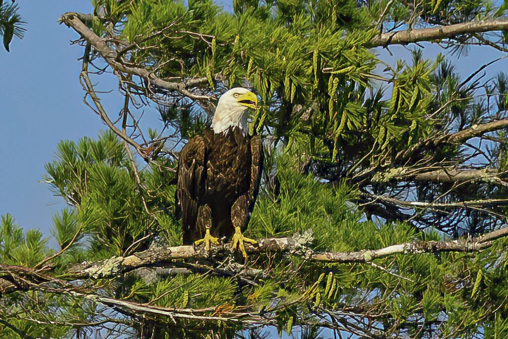 Bald eagle perched on a pine branch against a clear blue sky