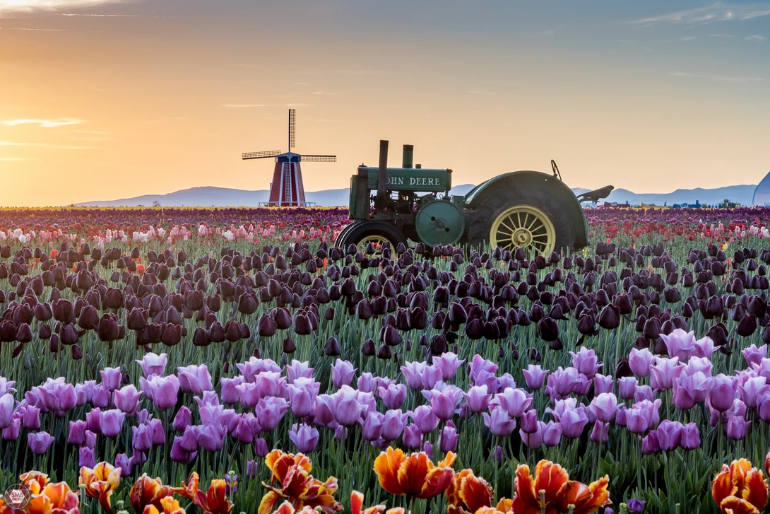 View Sunrise over the tulips by Wade Hewitt