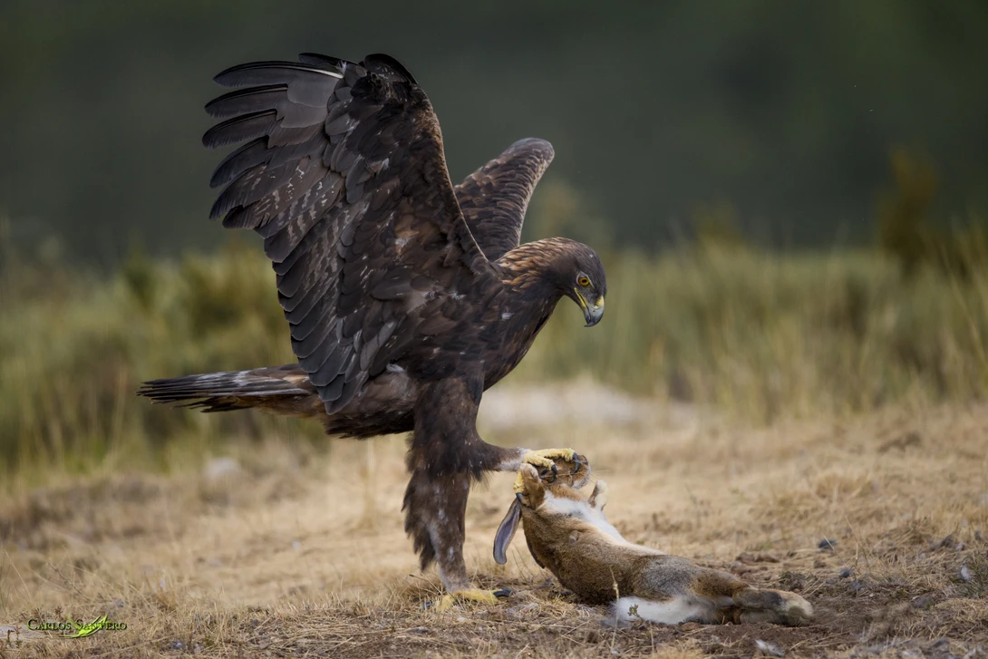 View The eagle and the Rabbit by Carlos Santero