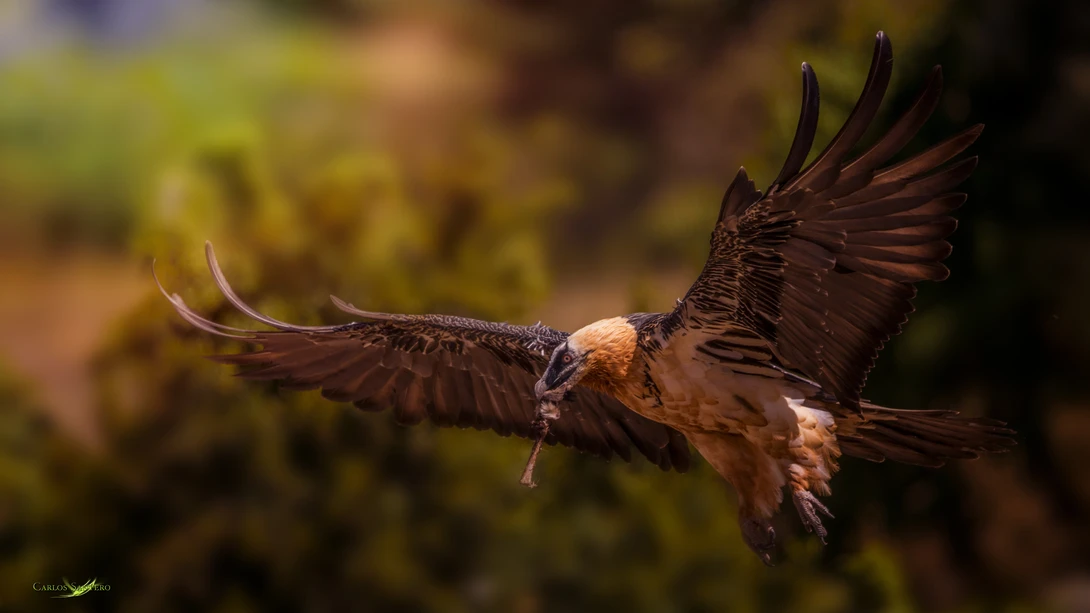 View Catch the bones by Carlos Santero