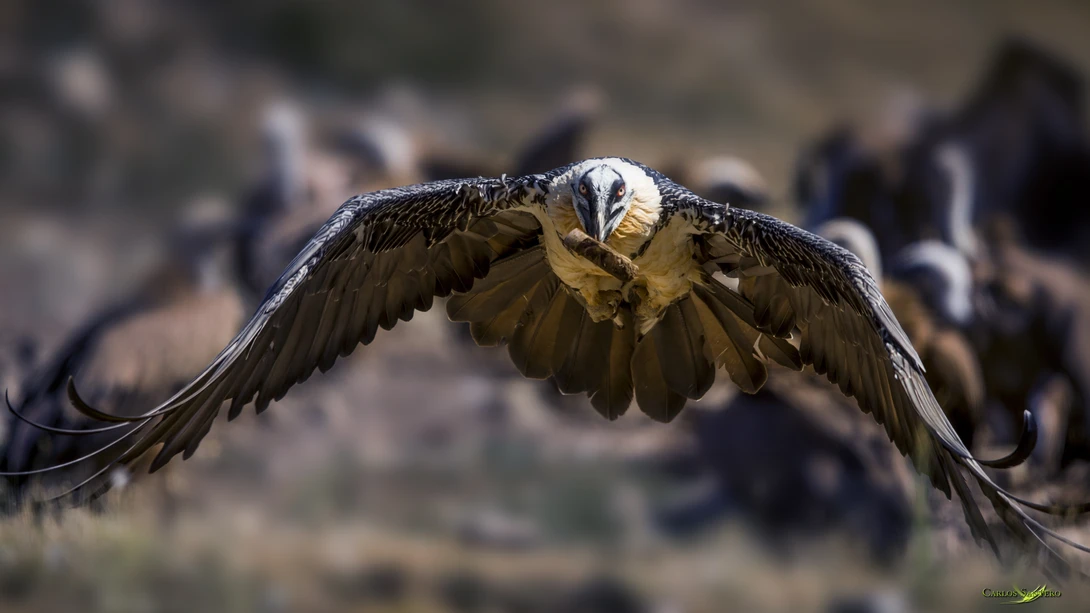 View Bone Cracker by Carlos Santero