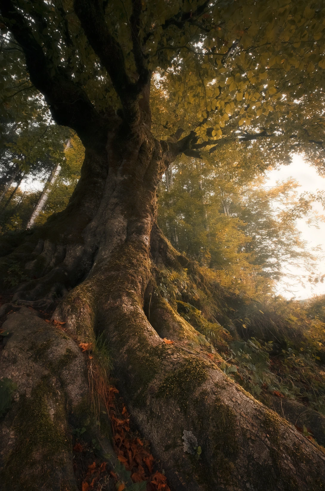 View The ancient beech by Nicolò Taborra