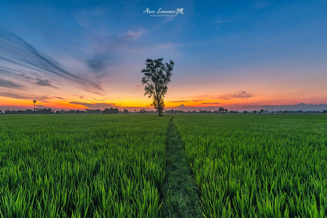 View Lonely Tree by Arun Siddharth