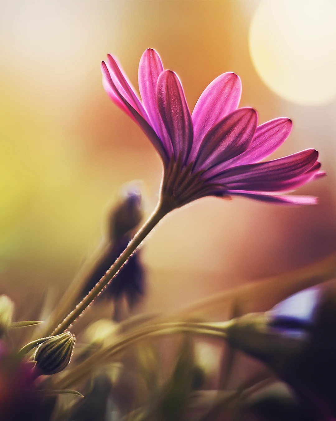 View Delight ` by shareef saadi