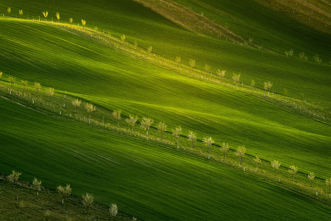 View *** Lime Light *** by Shyama Prasad Mishra