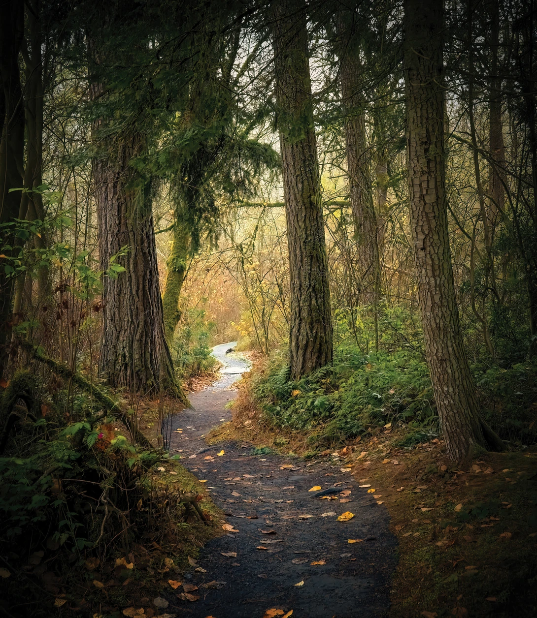 Narrow paved path curving through a dense evergreen forest in autumn, with fallen orange leaves scattered across the asphalt and light glowing at the far end.