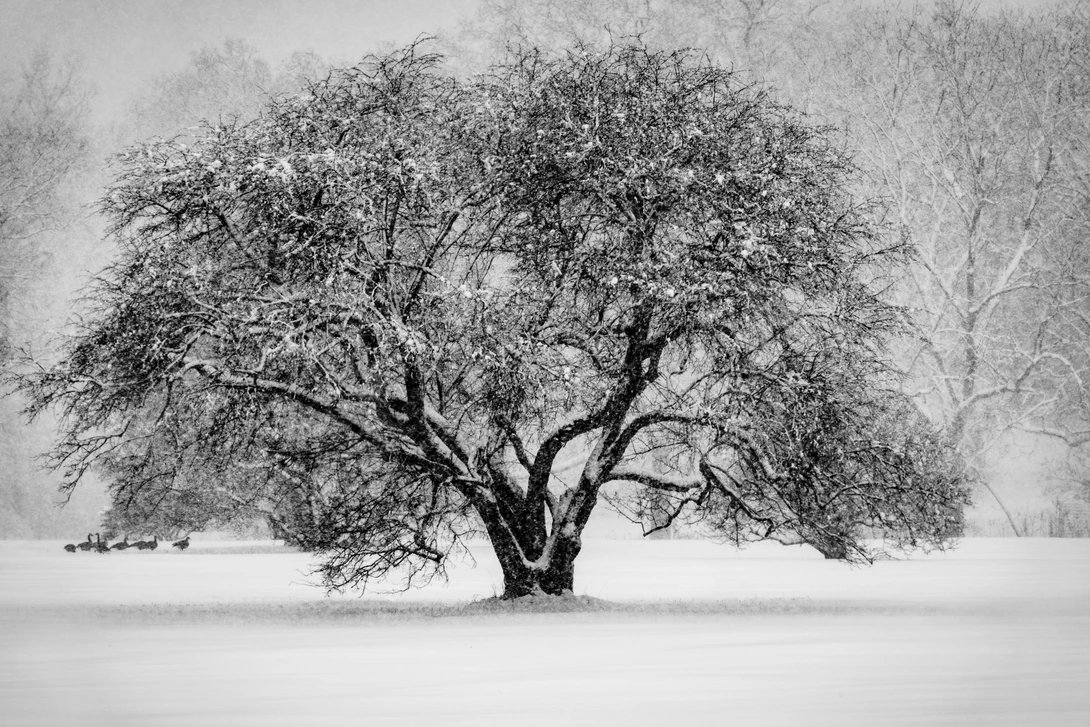 View First Snow by Michael Lacy