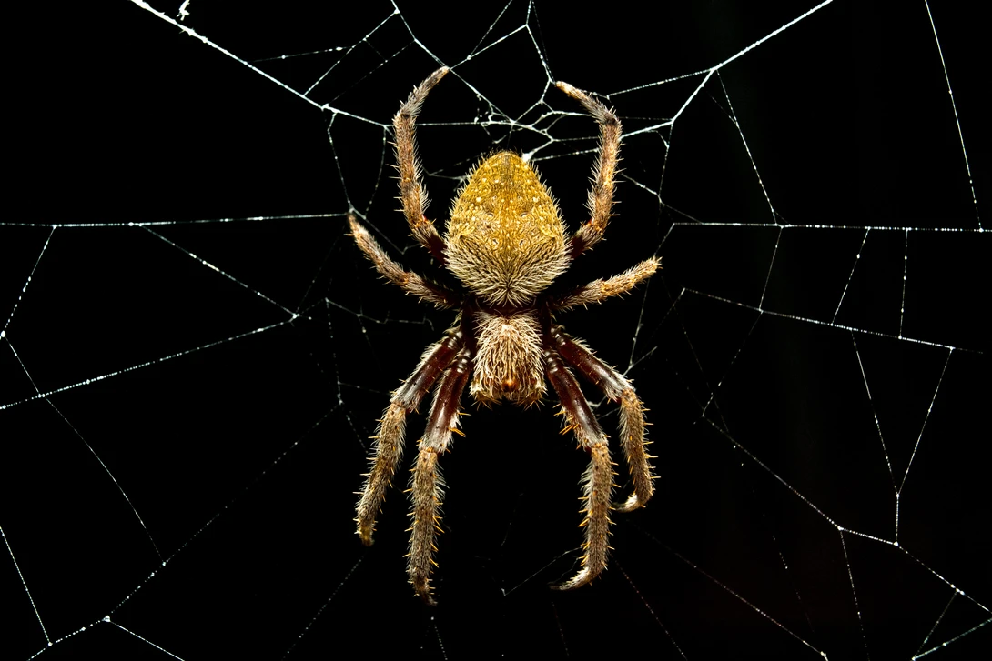 View ef63c54569266c759a0ce3f3a5dc6869.jpg by Daniel van Duinkerken